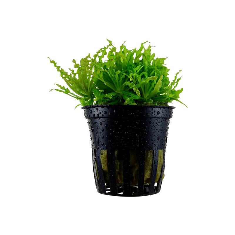 Planta acvariu Pogostemon Helferi Stoffels - imagine 3